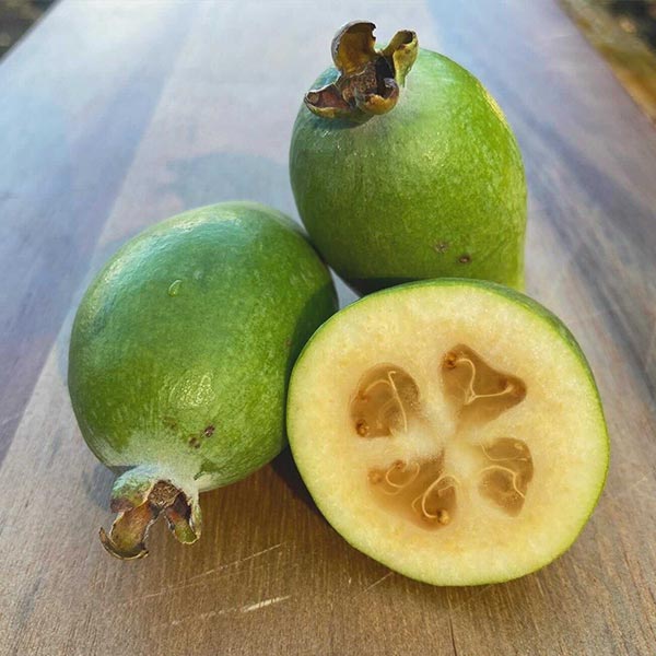 Ramsey Pineapple Guava